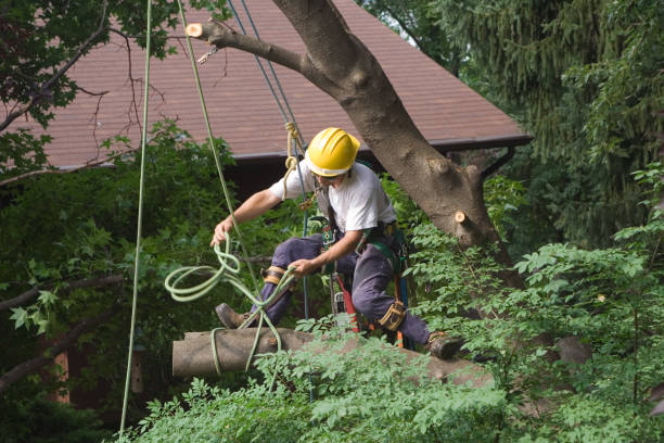 How Our Tree Care Process Works  in  Helena West Helena, AR